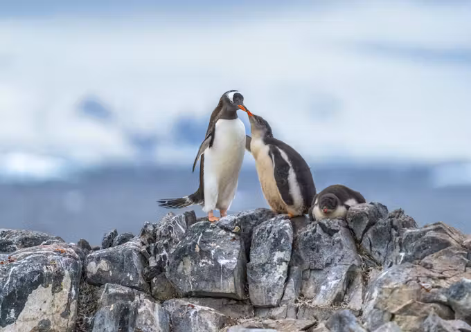 When to go to Antarctica