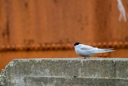 An Antarctic tern perched in front of a rusting whale oil storage tank in Grytviken, South Georgia