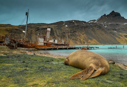 A sleeping seal on the shore at the whaling station at Grytviken, with the rusting hulk of a catcher ship in the background