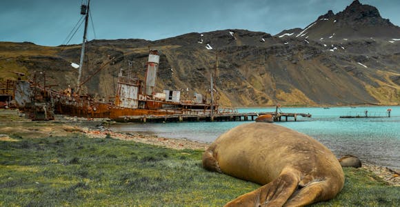 A sleeping seal on the shore at the whaling station at Grytviken, with the rusting hulk of a catcher ship in the background