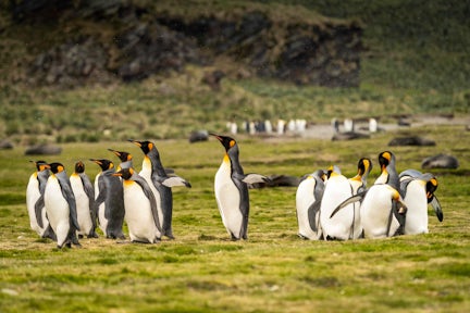 A group of king penguins on the grass in light snow in Fortuna Bay on South Georgia island