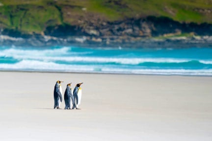 King Penguins