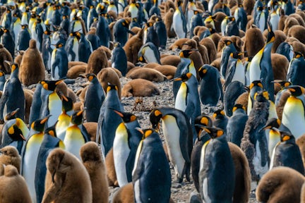 Adult and brown chick king penguins fill the entire frame in this photo at Salisbury Plain in South Georgia