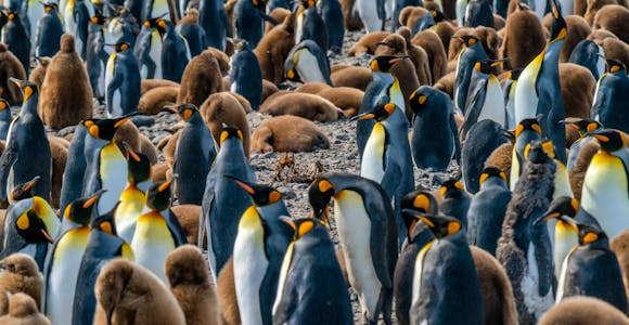 Adult and brown chick king penguins fill the entire frame in this photo at Salisbury Plain in South Georgia