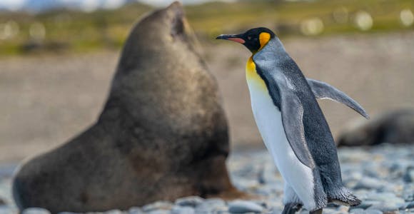 A king penguin walks past a male fur seal at Salisbury Plain, South Georgia