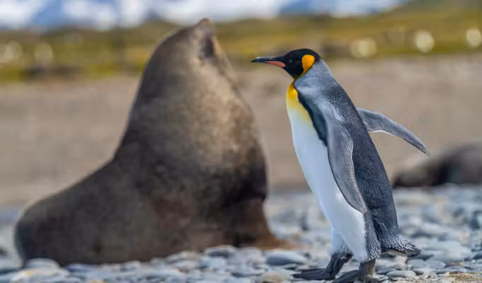 Falklands, South Georgia & Antarctica in Focus