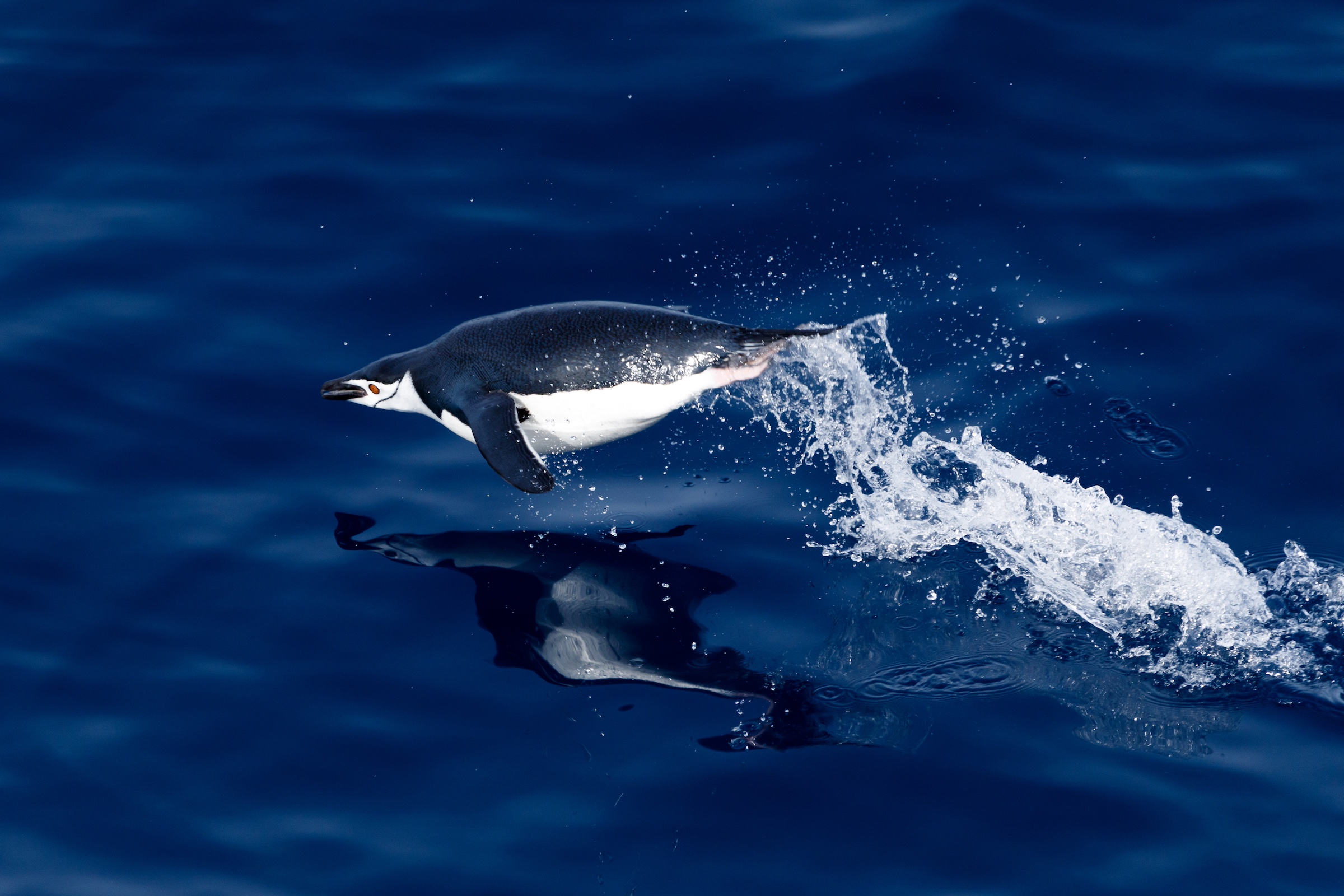 A chinstrap penguin leaps above the dark blue water in Antarctica