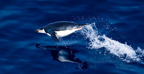 A chinstrap penguin leaps above the dark blue water in Antarctica