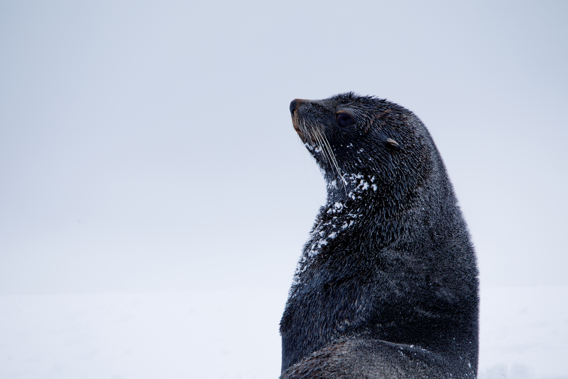 A fur seal on Gaston Island, Antarctica