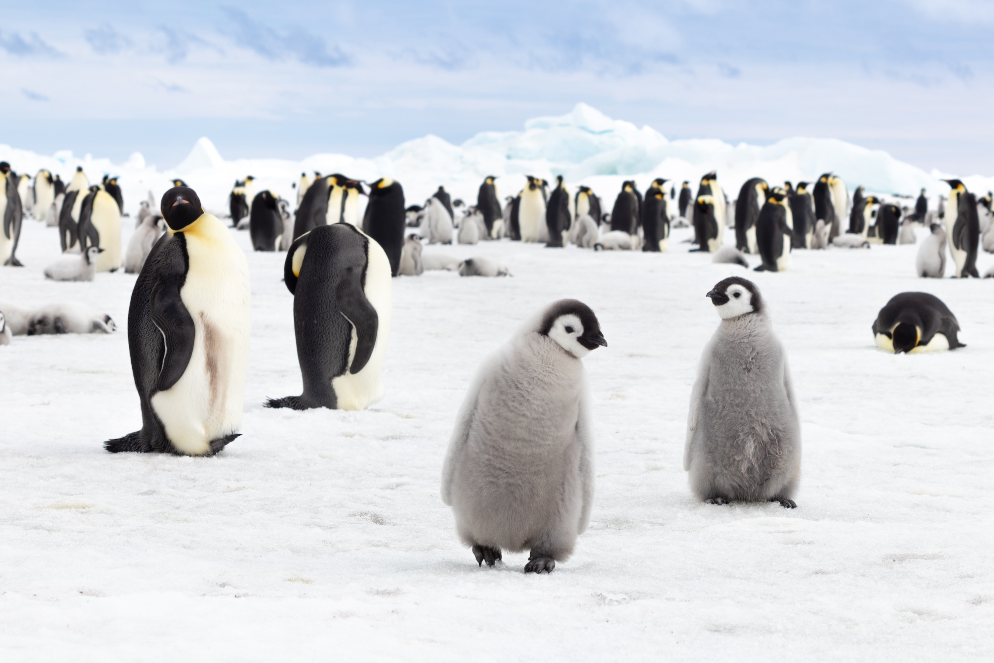 Emperor Penguin Expedition in Style