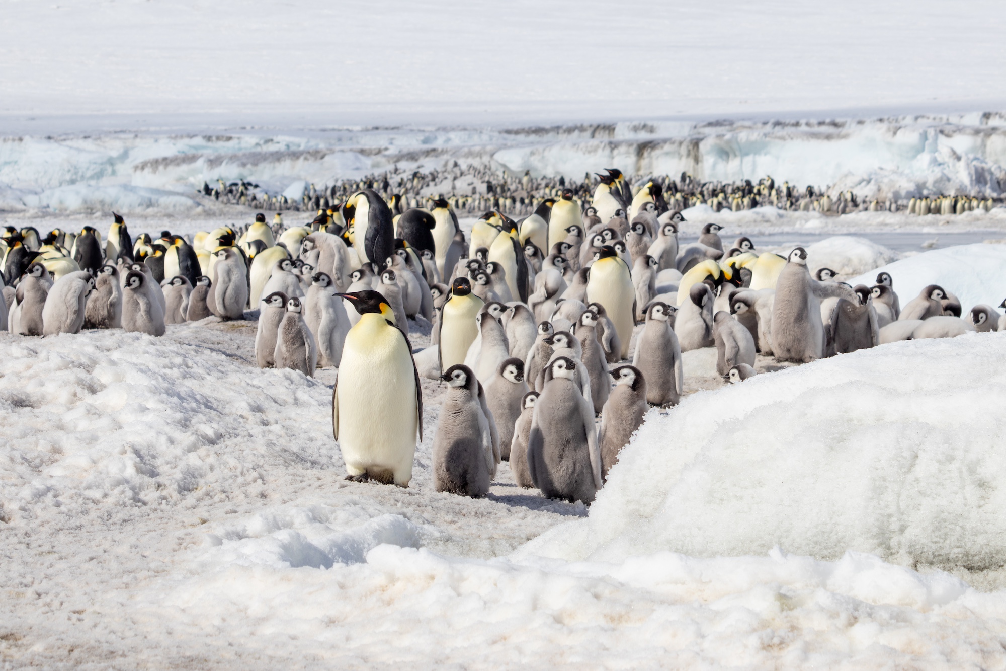 Emperor penguins en masse at the Snow Hill rookery in Antarctica 
