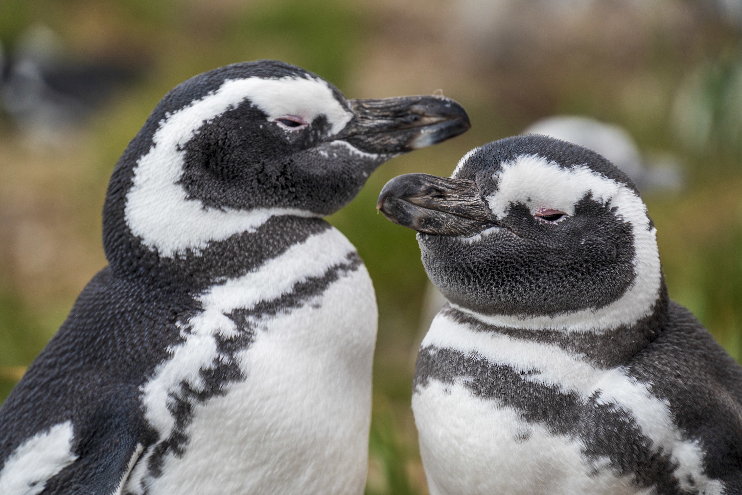 A close up of the faces of two Magellanic penguins in Patagonia