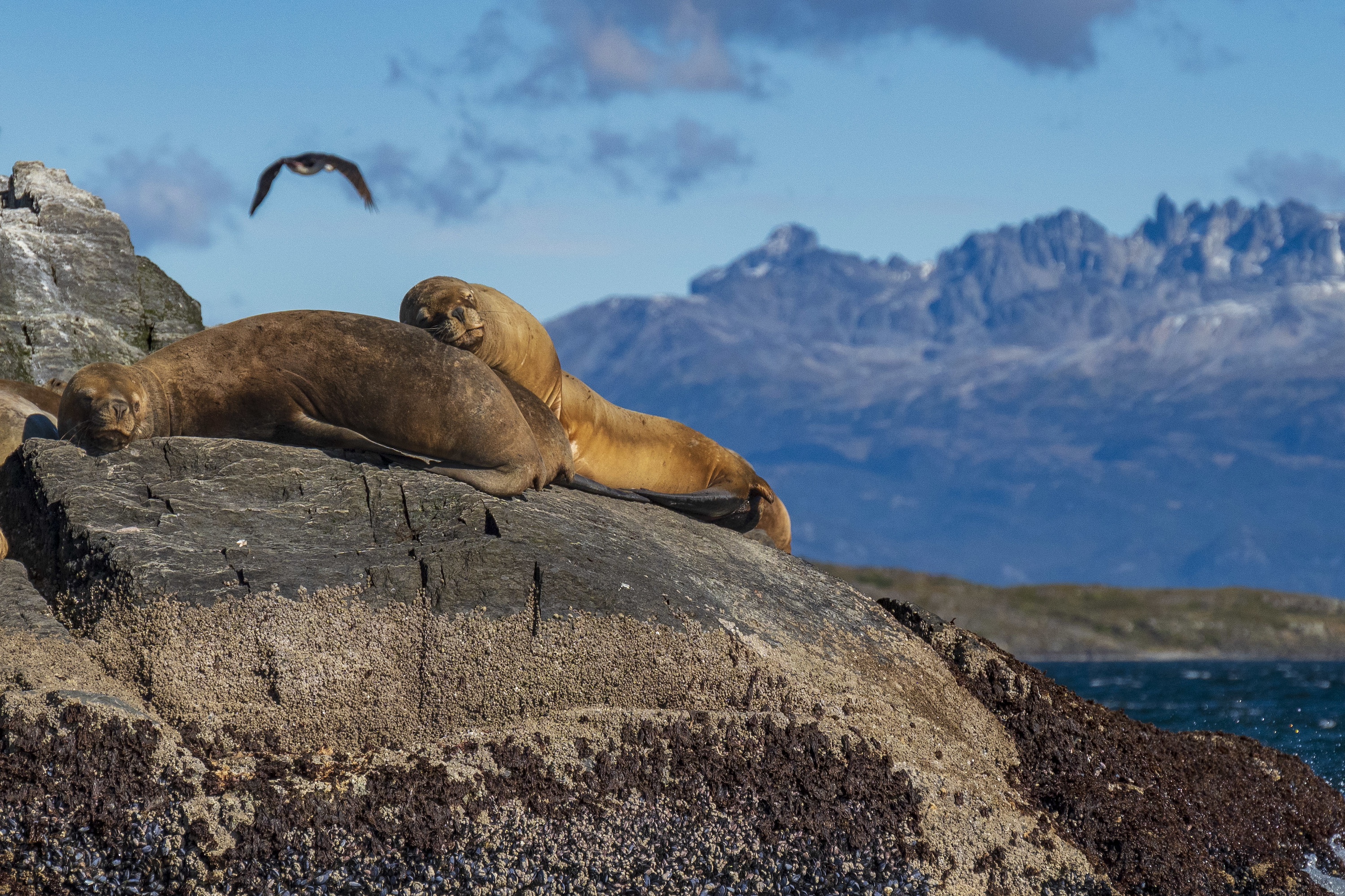 A sea lion rests its head on another on a rock in the Beagle Channel, Tierra del Fuego