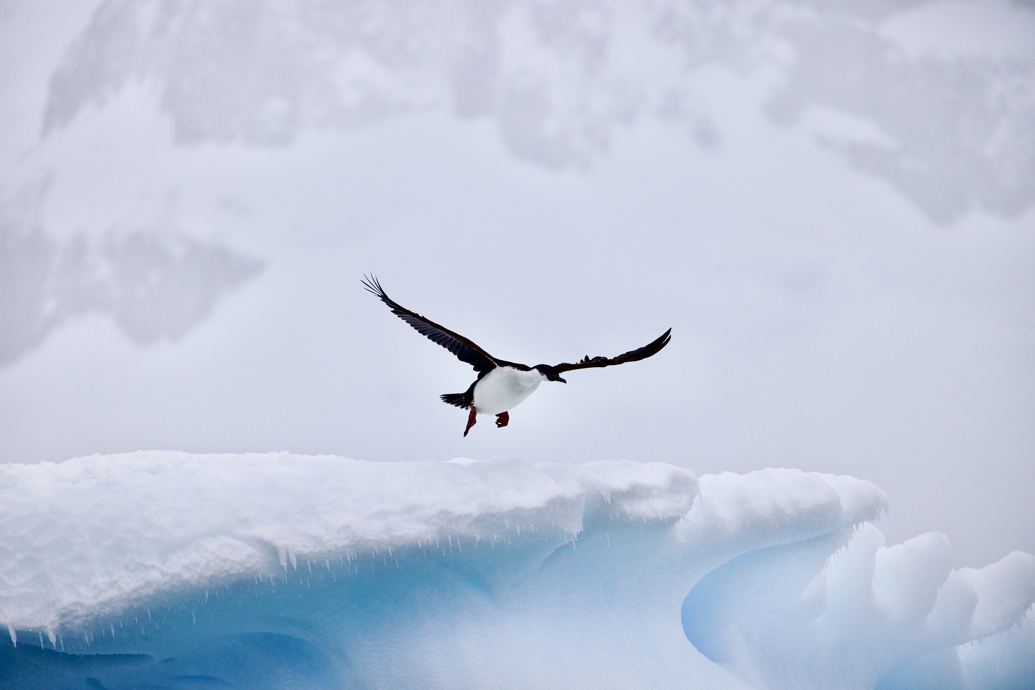An imperial shag flies against a snowy backdrop in Antarctica