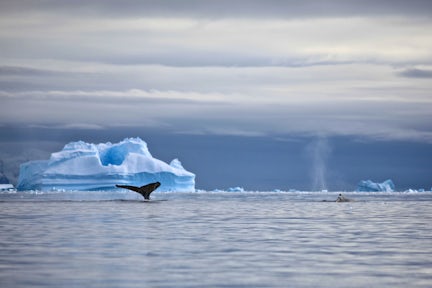 A guide to the whales of Antarctica