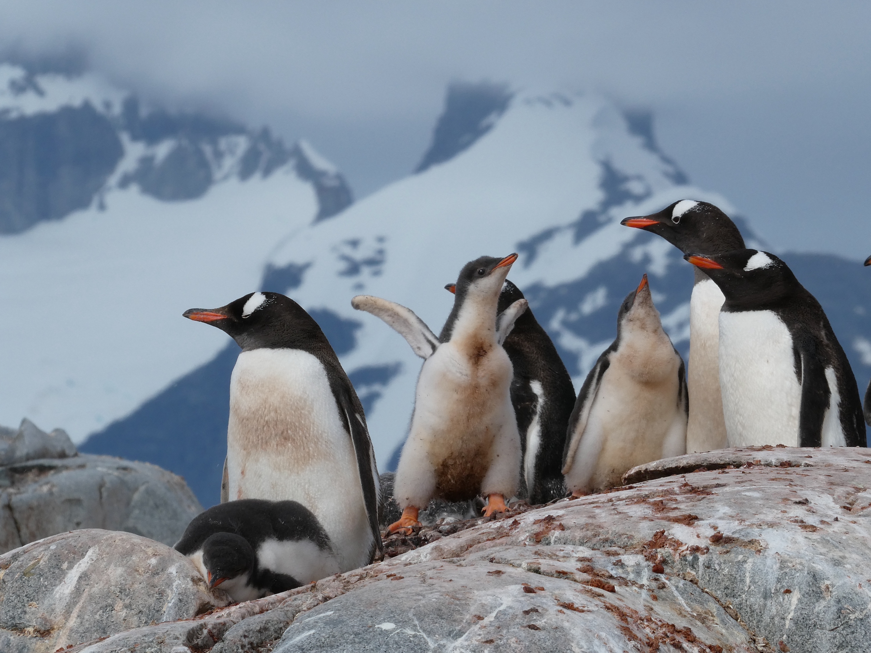 Gentoo penguins stand on a rock with their chicks during March in Antarctica