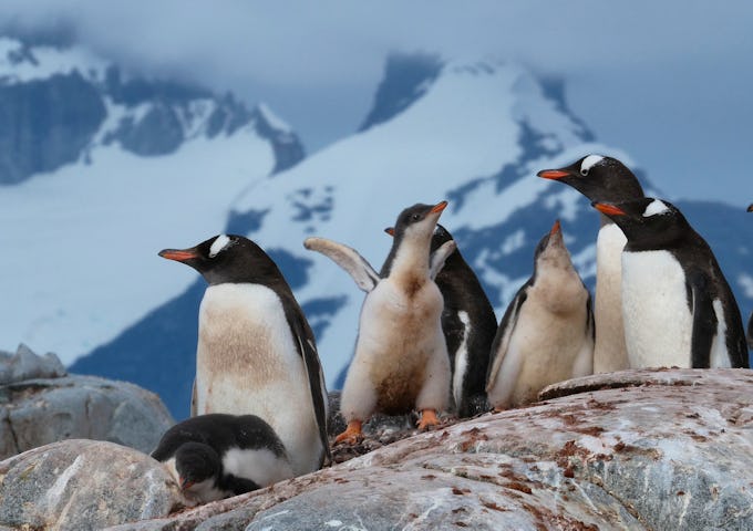 Gentoo penguins stand on a rock with their chicks during March in Antarctica
