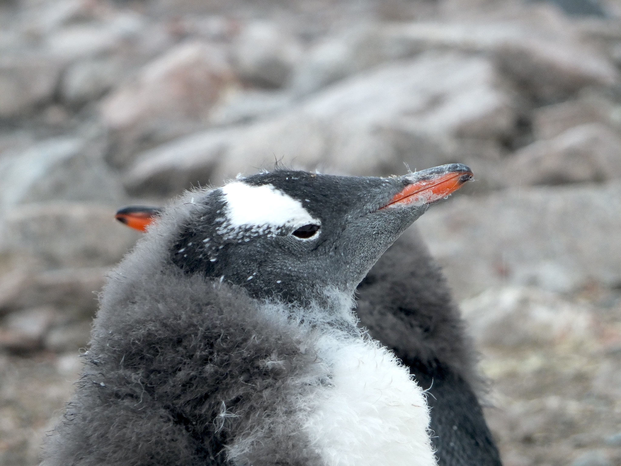 A close-up shot of a penguin's face