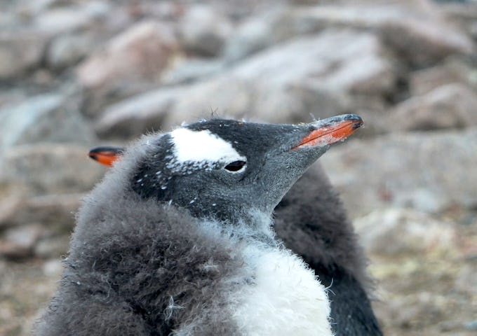 A close-up shot of a penguin's face