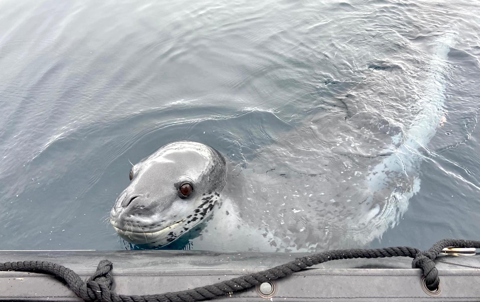 A seal swims up to the side of a boat in Antarctica