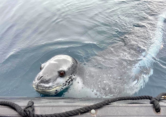 A seal swims up to the side of a boat in Antarctica