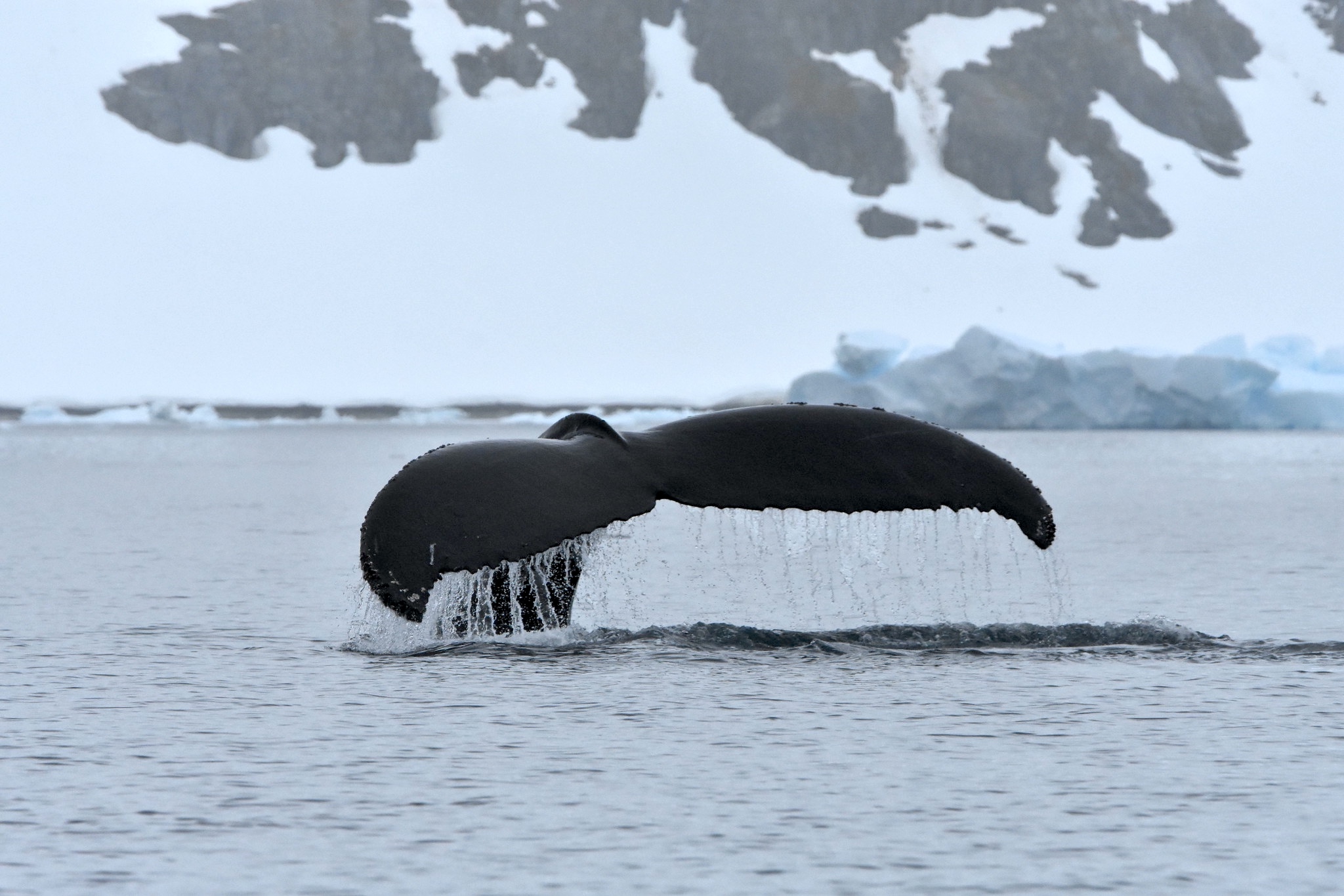 A humpback whale's flukes