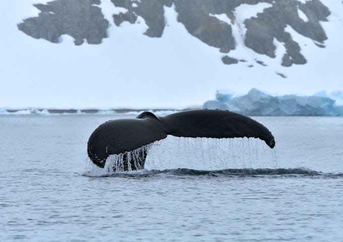 A humpback whale's flukes