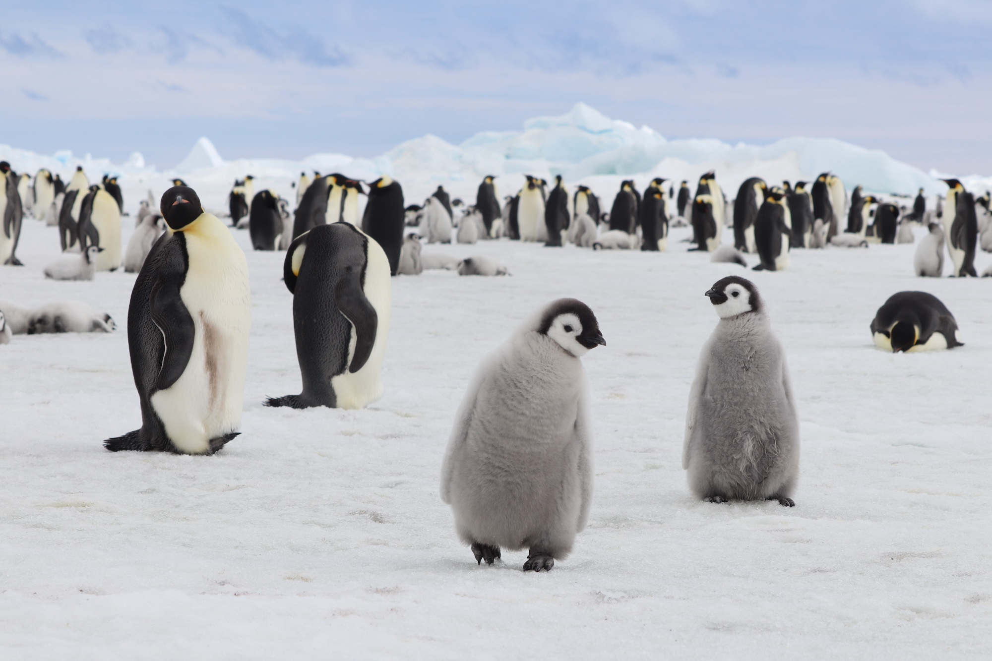 Baby Emperor penguins at the penguin colony of Snow Hill