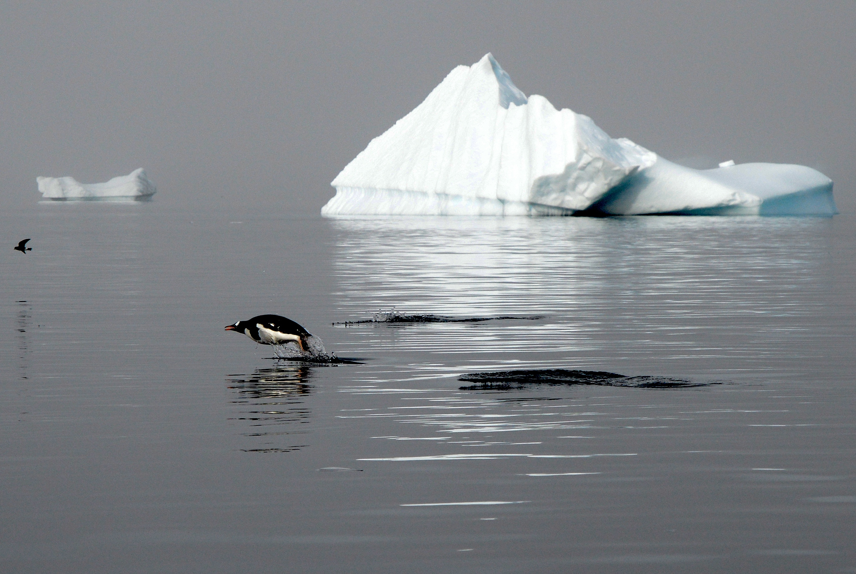 A gentoo penguin in mid-air as it jumps out of the water