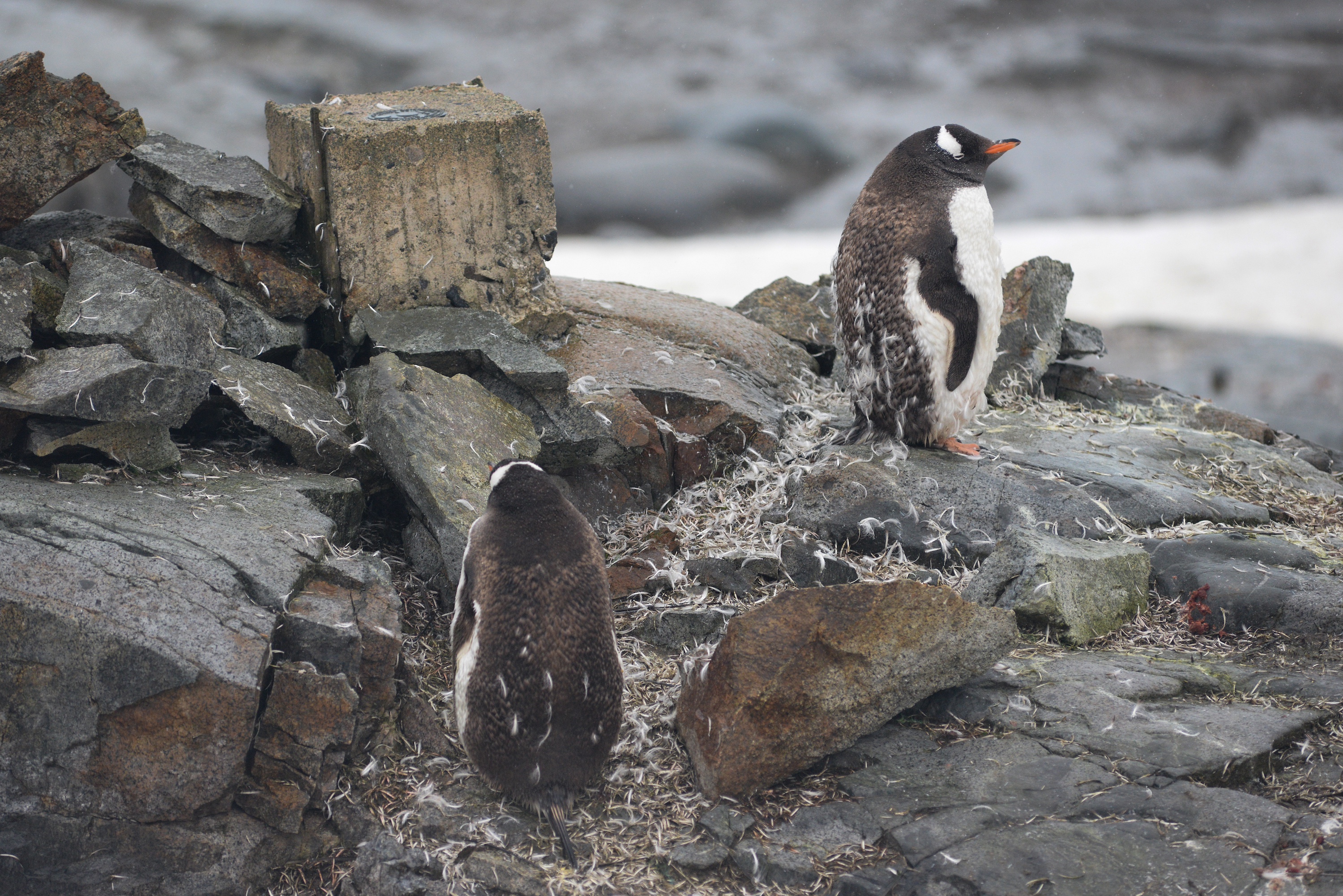 Watching gentoo penguins moulting on the rocks 
