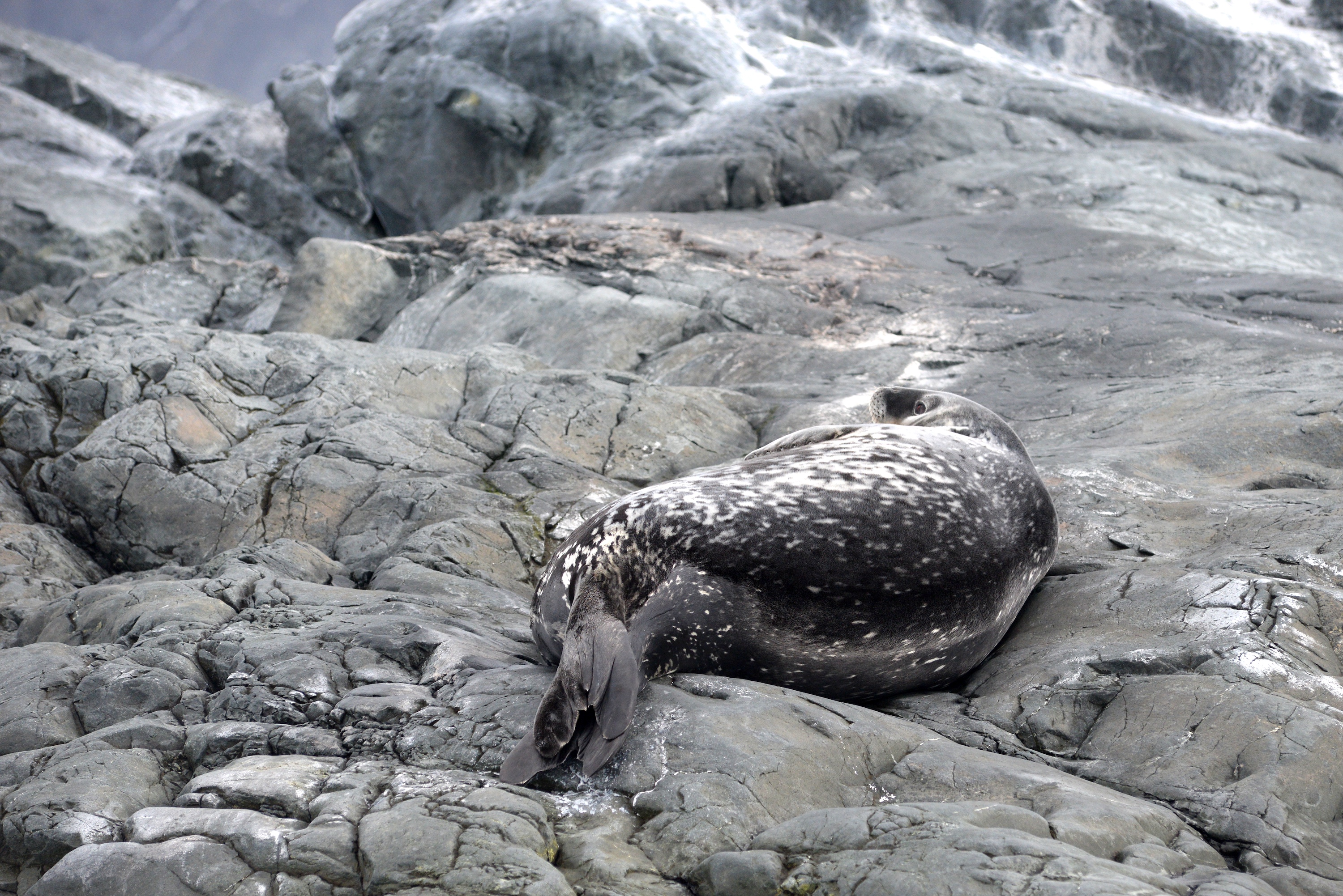 An almost camouflaged Weddell Seal on some rocks