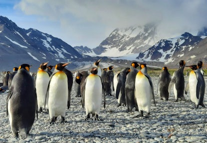 A large group of king penguins stand on a pebble beach against the mountains at St Andrews Bay on South Georgia island