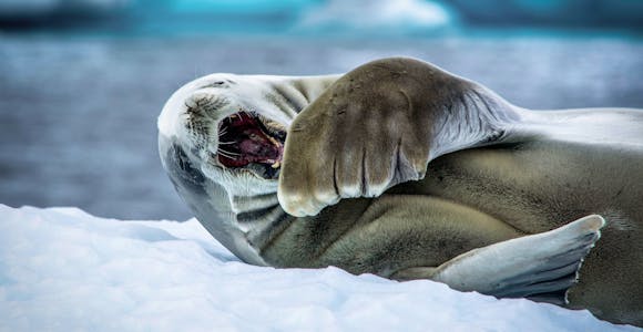 A sleepy seal opens its mouth in a yawn in Antarctica