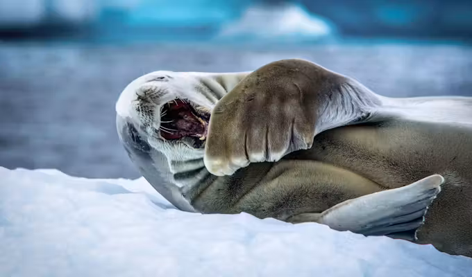 SWO_5_StefanoSilvente_ALL_Sleepy-Seal