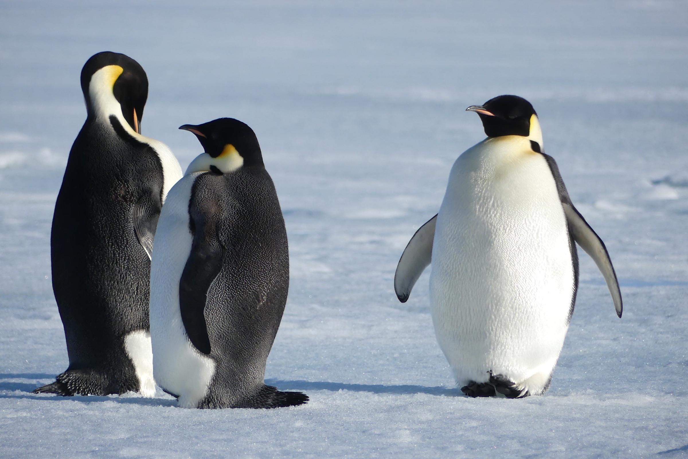 Emperor penguins on the pack ice