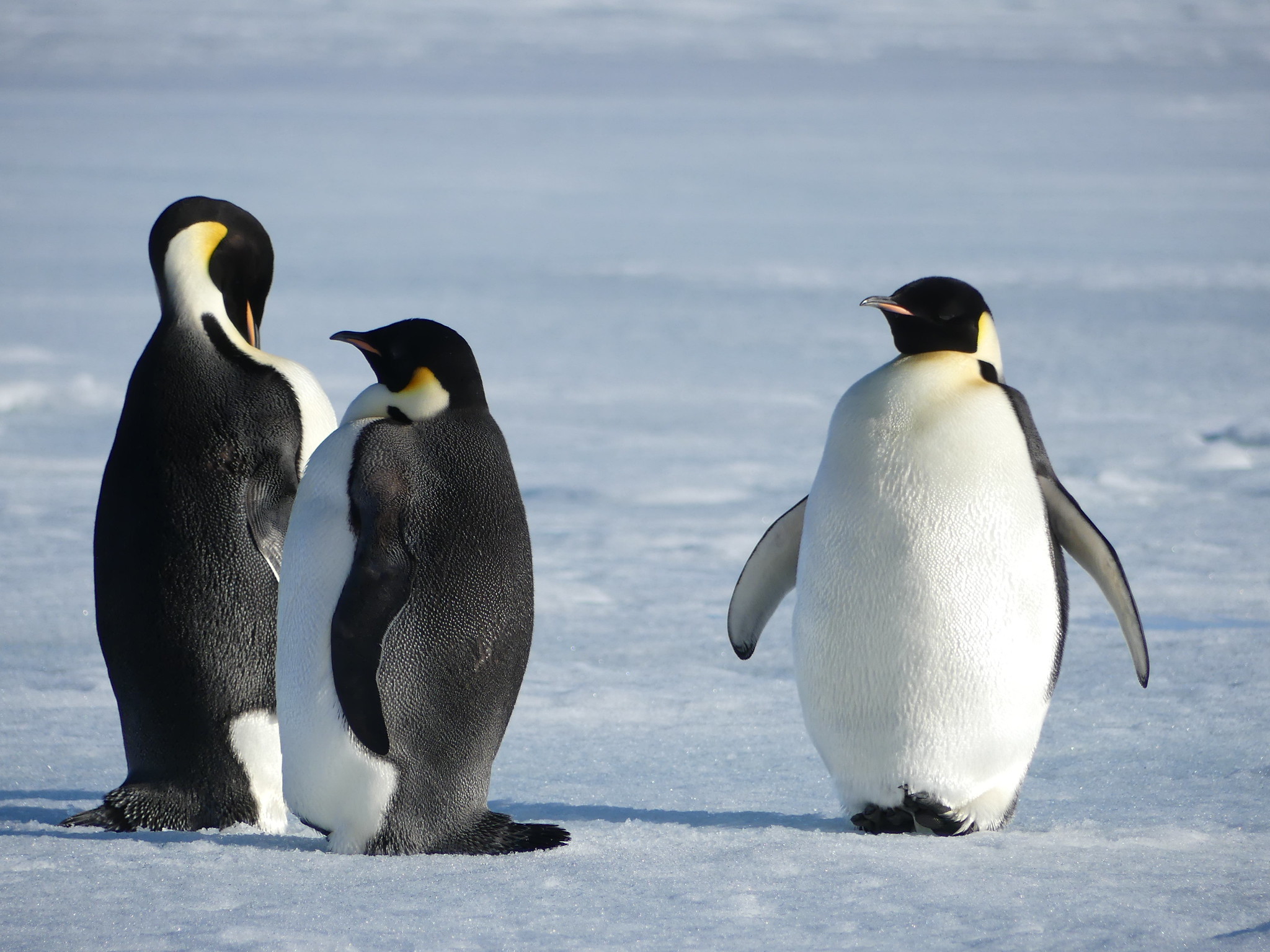 Three emperor penguins stand on the pack ice in Antarctica