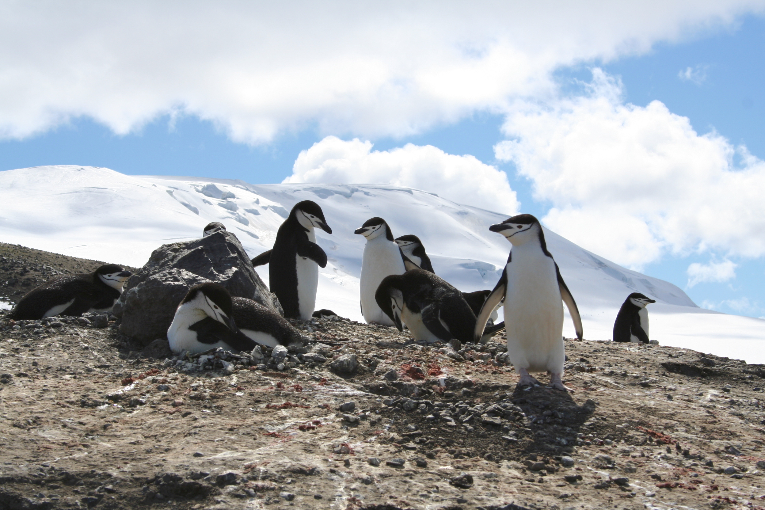 Chinstrap penguin chicks at their nest, Antarctica