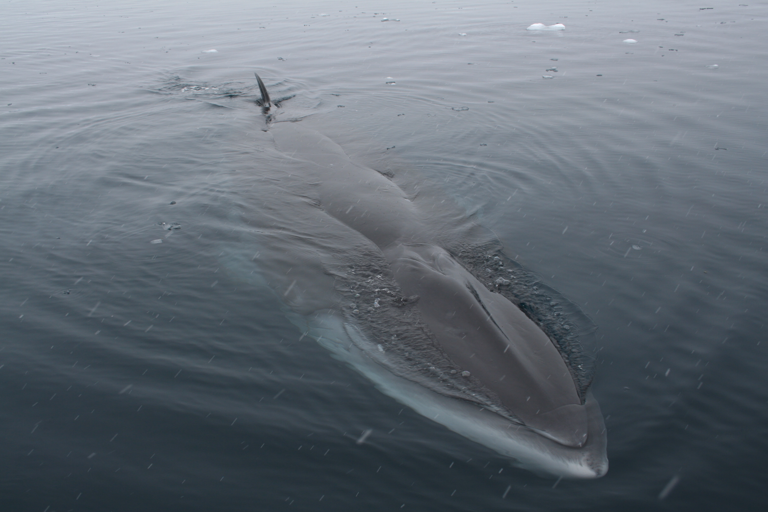 Minke whale in Antarctica