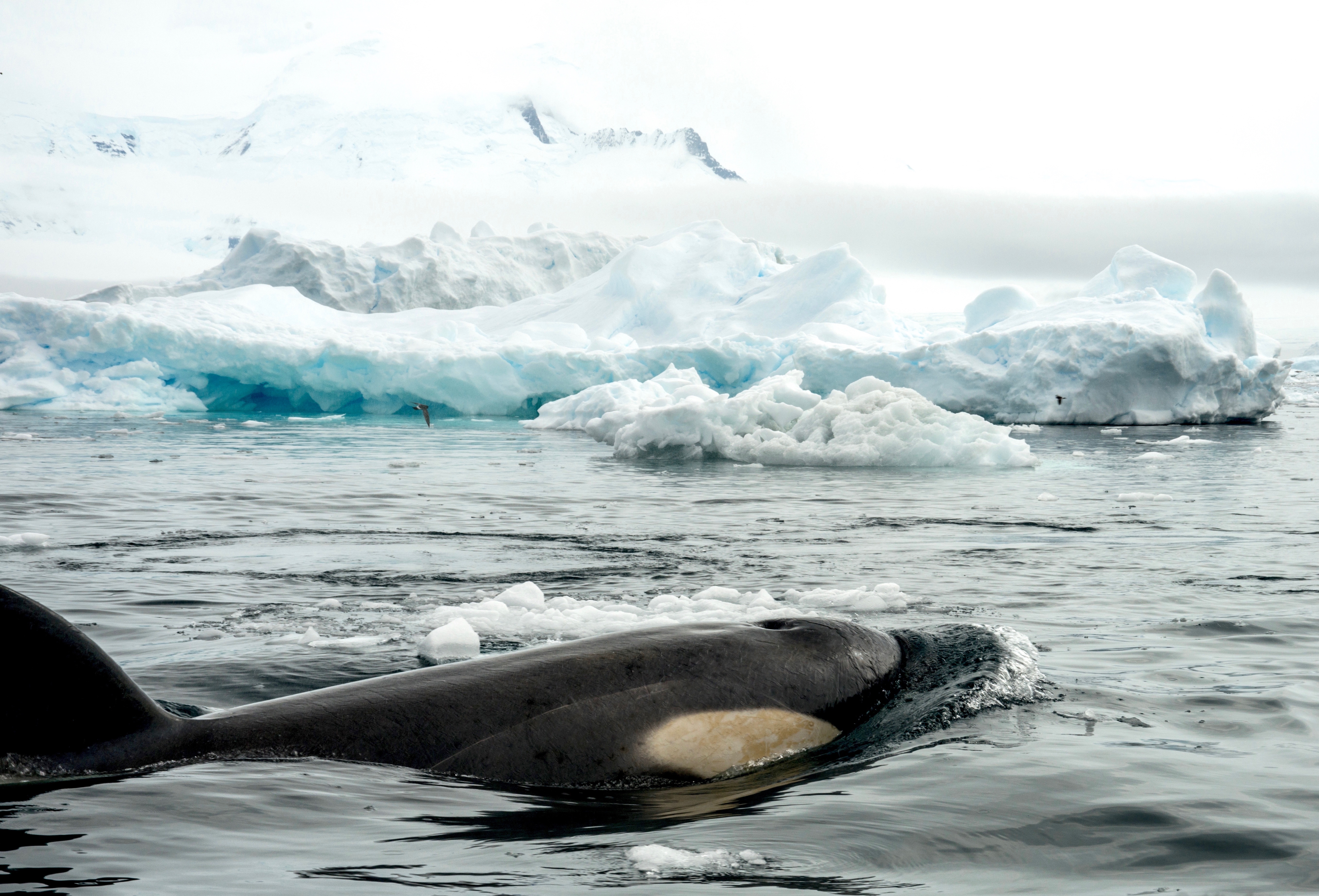 Ross Sea & Subantarctic Islands Explorer