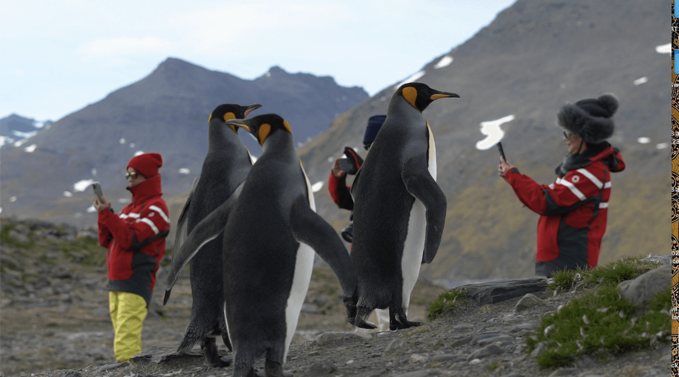 South Georgia Island Wildlife & Animals | Swoop Antarctica