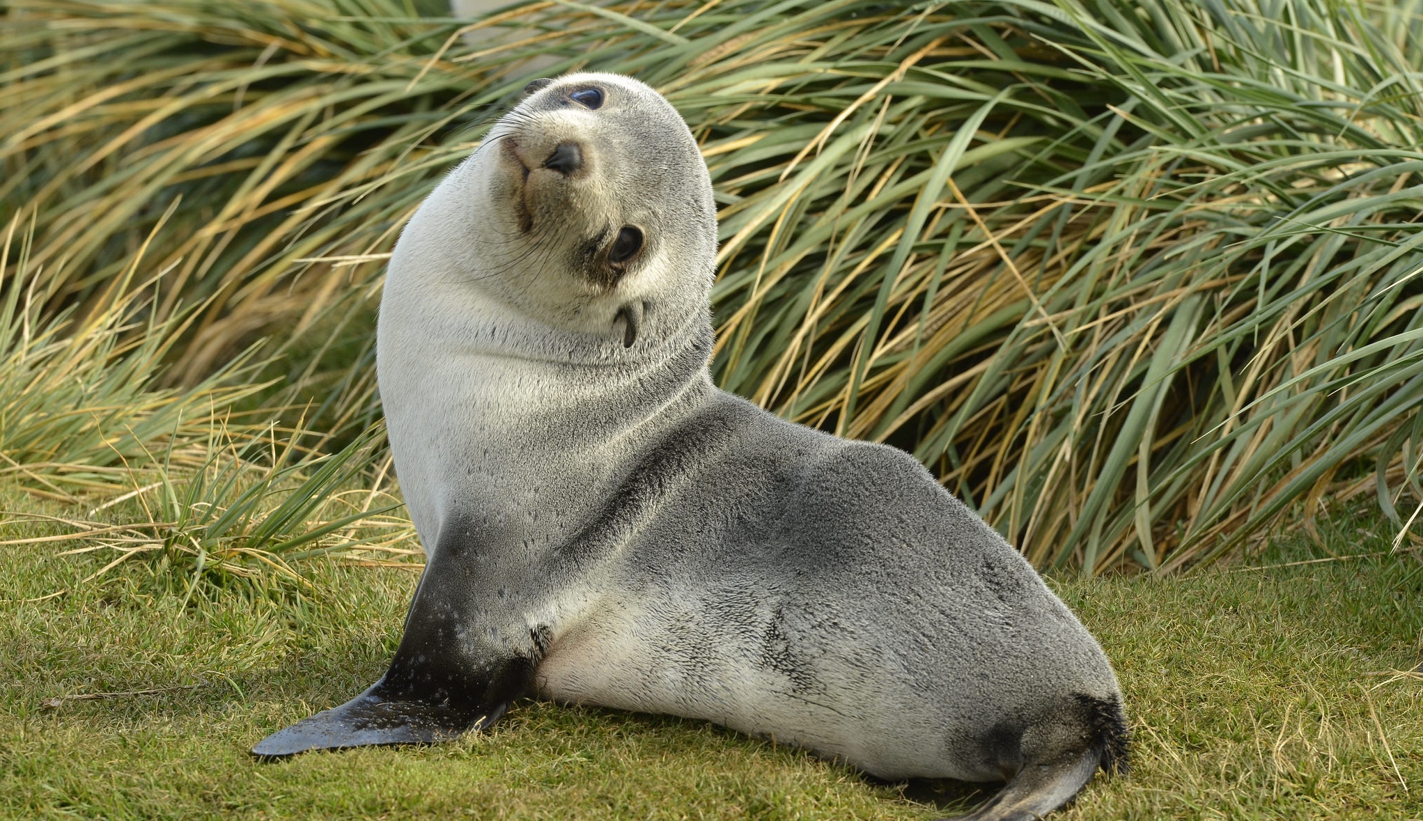 Fur seal pup, South Georgia