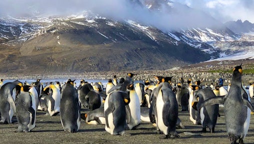 Swo_5_John-Newby_ALL_South-georgia-king-penguins-crop