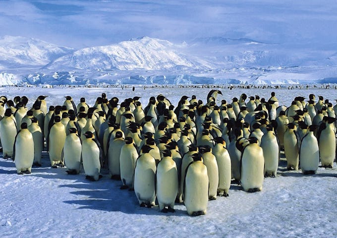 WDES_4_WDES_RTD_EMP_PENGUIN7