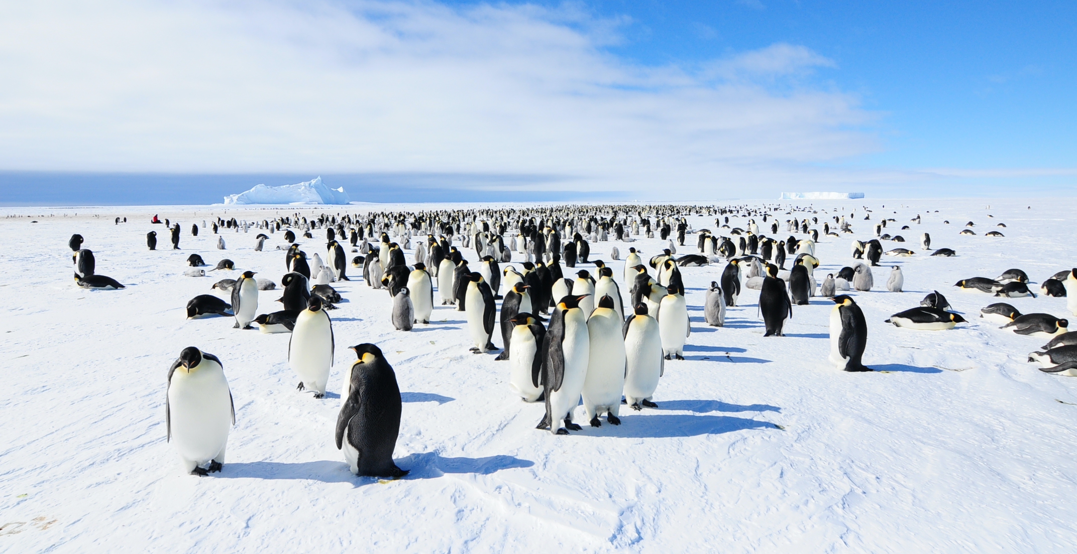 Emperor penguin colony 
