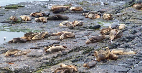 Many southern sealions lie on the rocks on the beach at Bleaker Island in the Falkland Islands