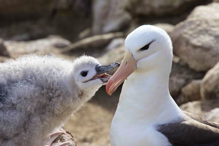 A black-browed albatross chick asks its parent for food on New Island in the Falkland Islands