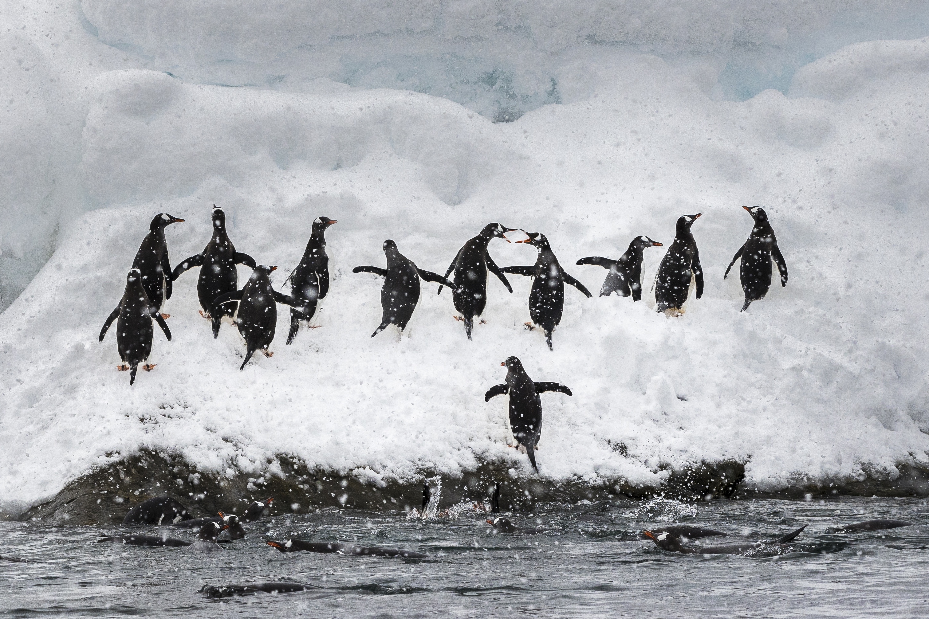 Gentoo penguins come ashore