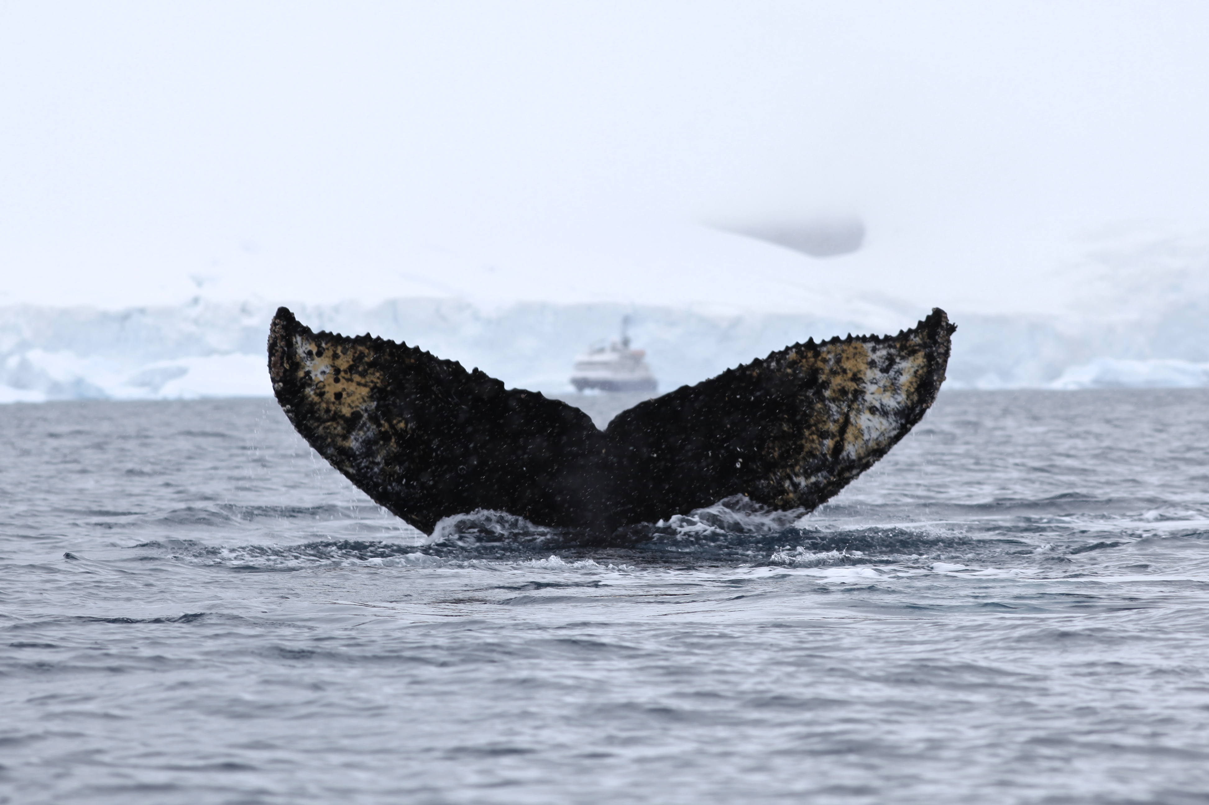 Cruise to the Antarctic Circle