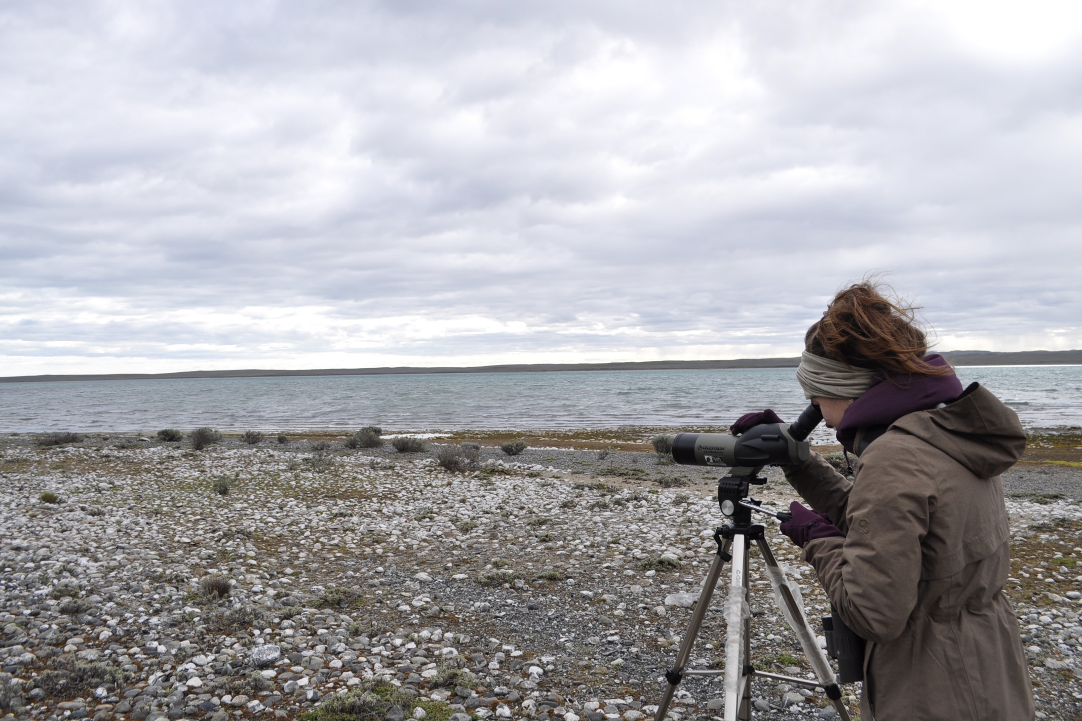 Natalia birding in Tierra del Fuego