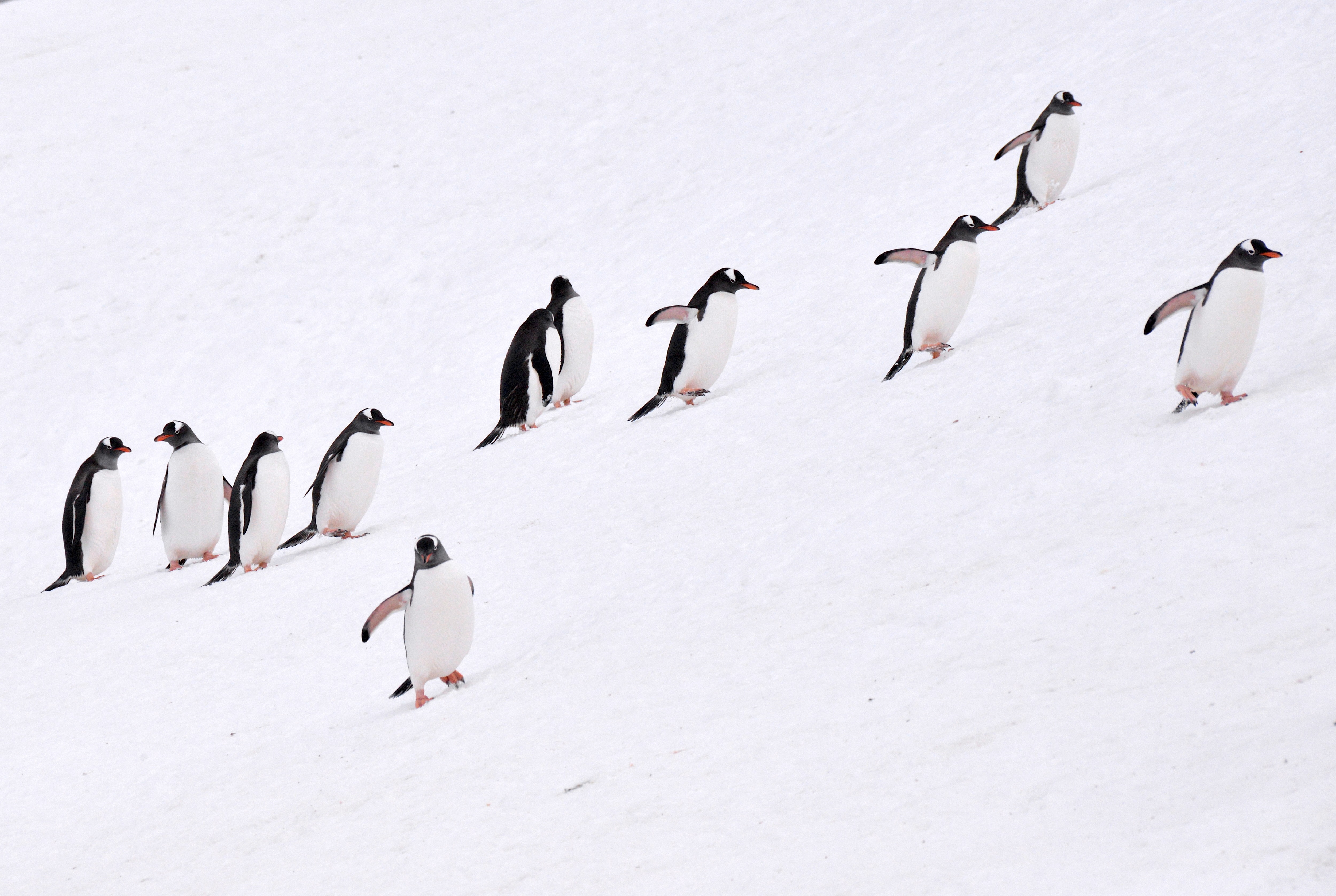 Antarctica: Fly The Drake Passage